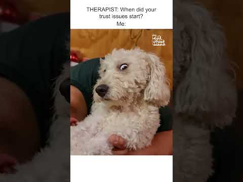 Annoyed Dog Gives Side Eye During Grooming