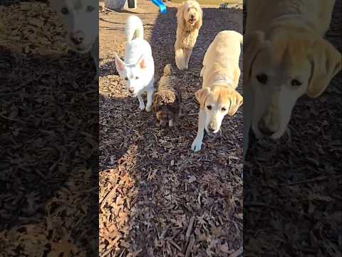 Saying hi to Little Hank and Big Jake Doodles 🐶 Making Friends