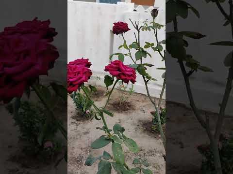 Rose flowers in attamma's garden