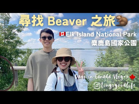 Vlog｜Days in Canada 🇨🇦no.8｜尋找Beaver🦫之旅、二訪麋鹿島國家公園Elk Island冬天夏天差很大、第一次看到大名鼎鼎的美照地標Red Chairs