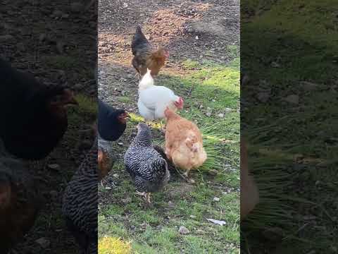 When you throw a lump of turf to the chickens 😍 #shorts #chickenvideo