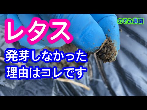 【結球レタス】残念ながら、発芽せず。その原因はコレしか考えられません。