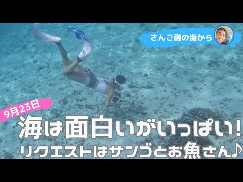 【石垣島】5年ブランク解消でスキンダイビング♪9月23日シュノーケリングツアー動画