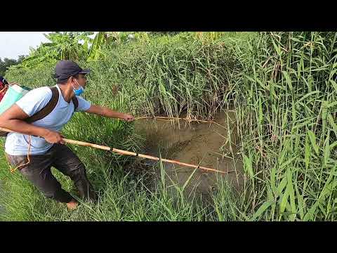 Lội Bùn Kích Cá Trúng Cá Lóc Rô Phi Khủng Về Nướng Siêu Cay | Thú Vui 3 Miền