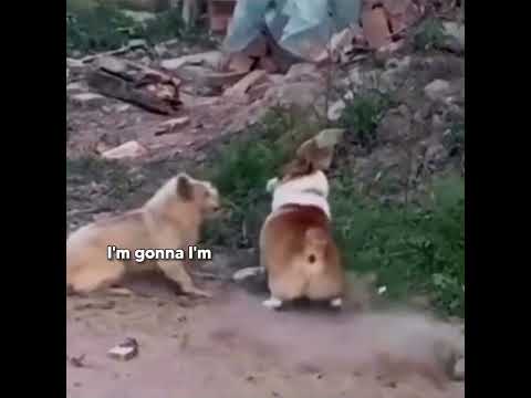 CORGI PISS FEUD