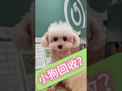 小狗回收？ #dogshorts #poodle