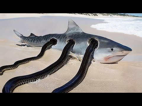 Incredible Animal Moments Caught On Camera!