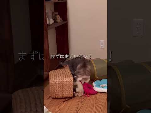 セルフおもちゃ遊び（続きは本編へ）#ねこ動画 #ねこ #ことねこくらし #ネコ #cat #保護猫 #ひとり遊び #おもちゃ遊び