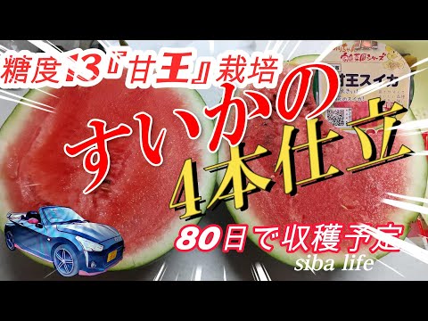 【あまーい 美味しい スイカ】4本仕立ての育て方、定植後2週間  ≪コペンで家庭菜園≫ la400k ホンダFF300 2024.5.5 siba ライフ　#スイカ #家庭菜園 #育て方