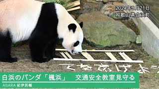 パンダの楓浜も啓発　秋の交通安全運動