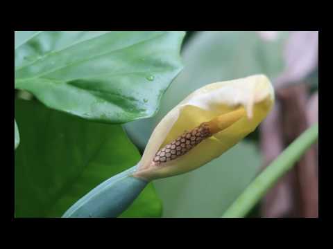 2019 03 15 富陽生態公園