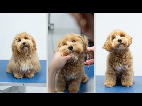 Maltipoo Full Groom | The Popular Teddy Bear Puppy Cut!