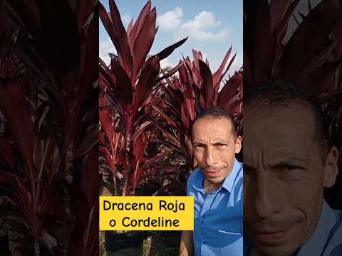 Dracena Roja o Cordeline