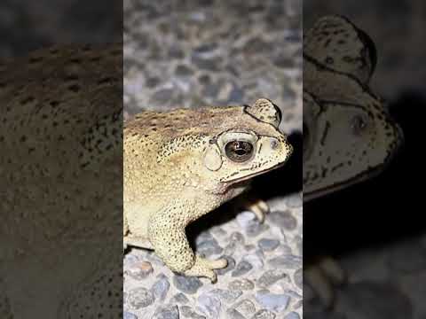 體色較白的黑眶蟾蜍! This Asian Common Toad is so white in color! #toad #amphibian #wildlife #nature