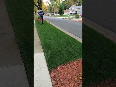 1" Tall Fescue In Dense Shade #lawncare #grass #lawn #renovation  #lawntips