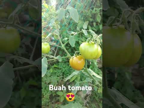 Buah Tomato😍