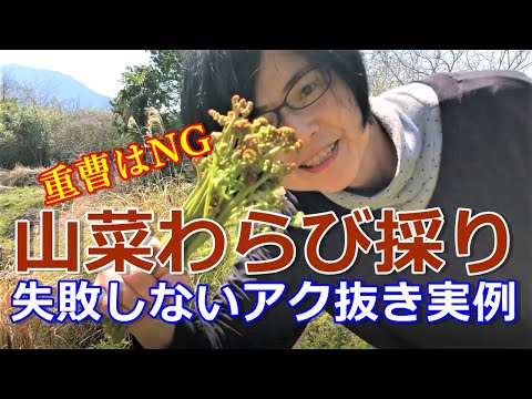 【山菜わらび採り】重曹はNG！失敗しないアク抜き実例｜田舎の古民家暮らし