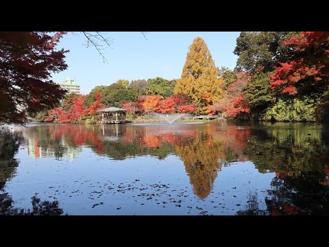 20211118　紅葉　高岡古城公園