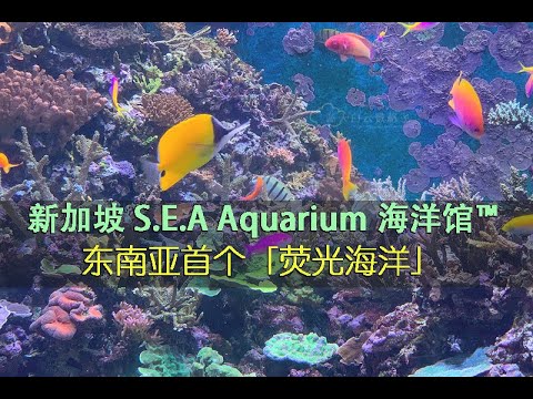 SEA Auqarium S.E.A 海洋馆 东南亚首个荧光海洋