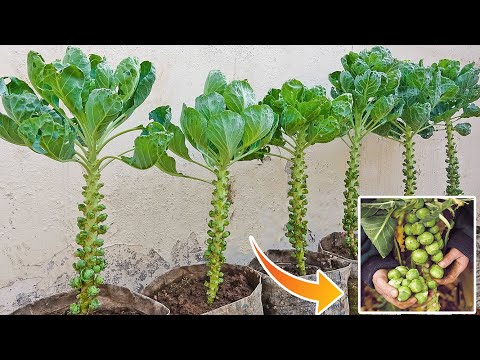 How to Grow Brussels Sprouts for Beginners