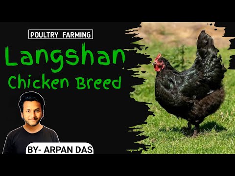 Langshan Chicken Breed l #poultry by ecohill agri l #poultryfarming #livestock