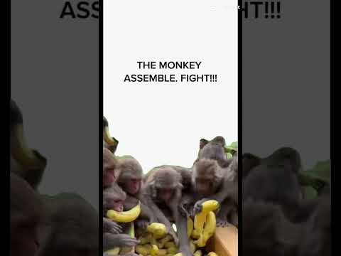 The monkeys assemble