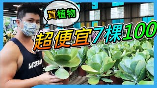 【八角農園】新手買植物，介紹一間適合新手的台中園藝店，雖然都是大眾植物品種，但價格很實惠，草花8元，觀葉植物7盆100元，多肉5盆100元。＃八角農園＃台中花市＃伊恩愛種花