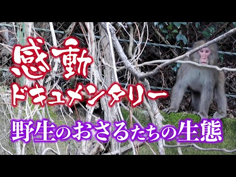 【感動ドキュメンタリー】野生のおさるたちの生態