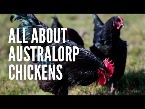 Australorp Chickens: The Ultimate Guide!