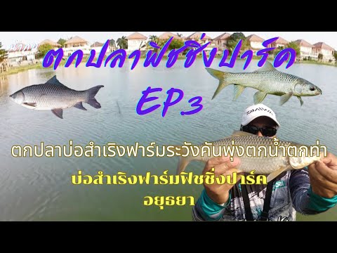 ตกปลาบ่อสำเริงฟาร์มระวังคันเบ็ดพุ่งตกน้ำตกท่า ตกปลาฟิชชิ่งปาร์ค EP.3 บ่อสำเริงฟาร์มอยุธยา