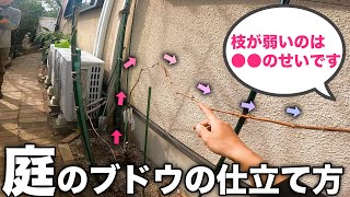 【ブドウの剪定】農家みたいに棚に仕立てなくても良いんです