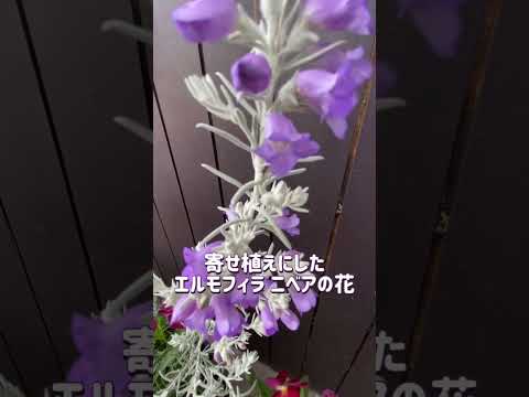 4月の庭で青や紫色の植物を探します