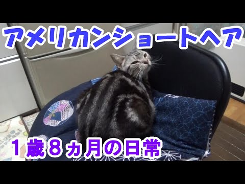 １歳８ヵ月の日常（アメリカンショートヘア）