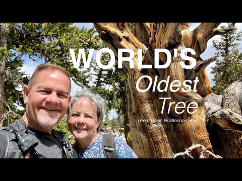 Great Basin National Park | The World's OLDEST TREE