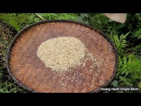 Full video: 125 days of harvesting ant eggs and ginseng roots for sale - cooking