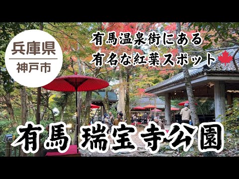 【紅葉2024🍁】有馬 瑞宝寺公園 見頃 2024.11.21