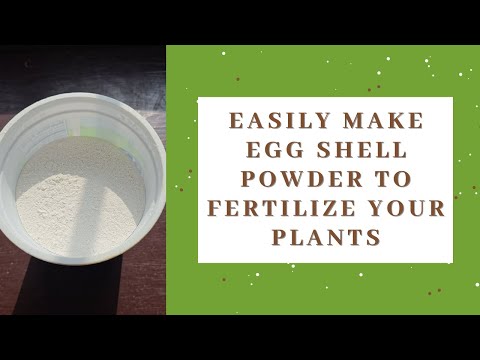 How to make egg shell powder to fertilize your plants