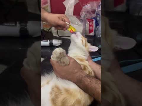 Injection and treat side by side … look at his reaction 😂😂 #catshorts #kitten #catlover