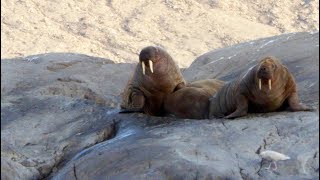 Tatlurutit (Devon Island) - The largest unihabited Island on Earth