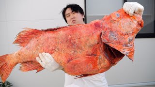 It may have lived for more than 100 years, the giant fish have arrived.