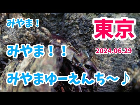 【昆虫採集】東京 ミヤマクワガタ 樹液採集！ 2024.06.29［ミヤマクワガタ、コクワガタ、クワガタ採集、東京］