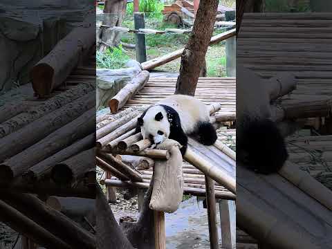 Panda. Sister Ai wanted to pack the wooden frame, but it slipped down. 愛姉は木枠に梱包しようとしたが、結局滑り落ちた。😂😂