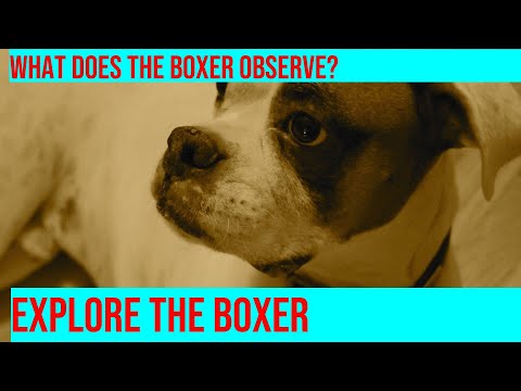 Exploring a Boxer's Response to New Environments