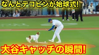 なんと愛犬デコピンが始球式に！大谷がキャッチャーの大役！現地映像