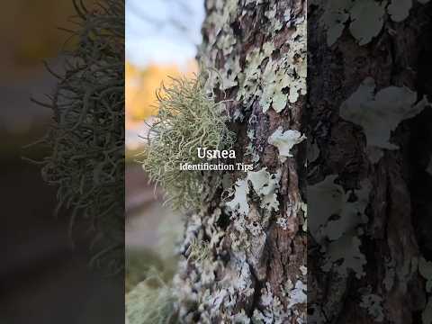 Usnea Lichen ID Tips