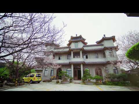 台湾台北陽明山東方寺-満開の吉野さくらさくら (JEFF 4K video) Cherry blossoms TAIWAN#jeff0007