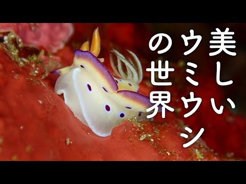 ［眠れる映像］世にも美しいウミウシの世界