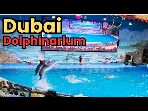 Dubai Dolphinarium | Dubai Dolphin Show | Dubai Dolphin and Seal Show 🔥 🔥