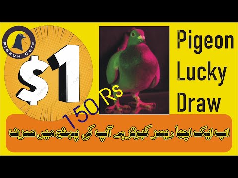 One Dollar Pigeon Lucky Draw | Pigeon Qurandazi | Pigeon Auction | Pigeon Cote | Waleed Loft