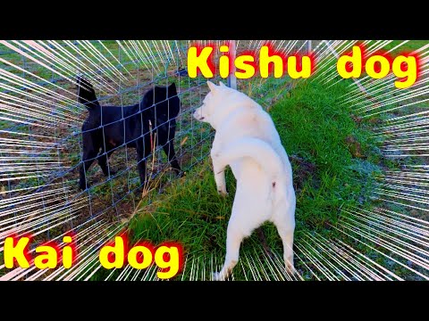 [Japanese Dogs] Kishu vs Kai - Black and White Harmony